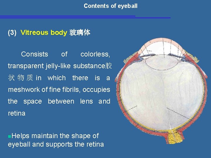 Contents of eyeball (3) Vitreous body 玻璃体 Consists of colorless, transparent jelly-like substance胶