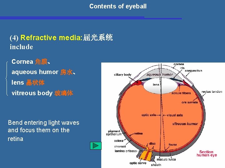  Contents of eyeball (4) Refractive media: 屈光系统 include Cornea 角膜、 aqueous humor 房水、
