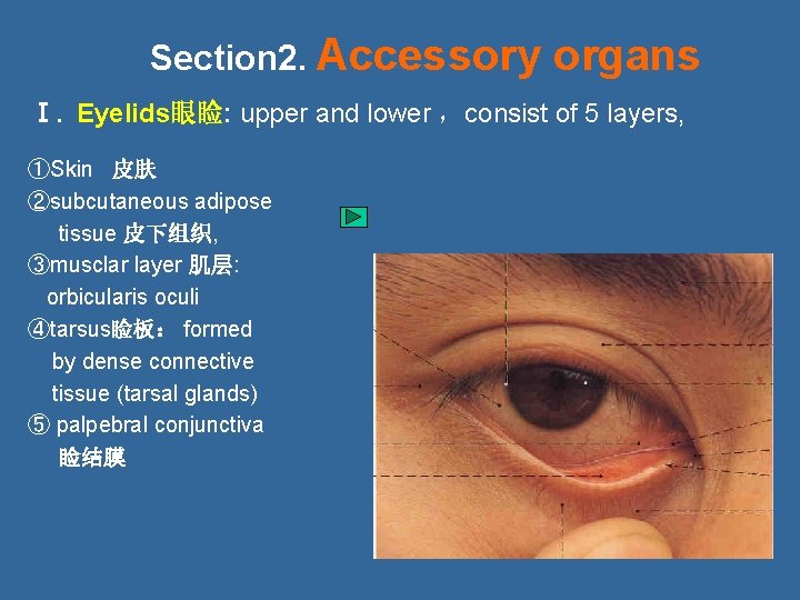 Section 2. Accessory organs Ⅰ. Eyelids眼睑: upper and lower ，consist of 5 layers, ①Skin