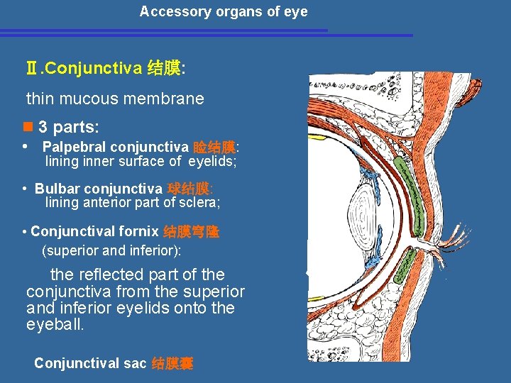 Accessory organs of eye Ⅱ. Conjunctiva 结膜: thin mucous membrane n 3 parts: •