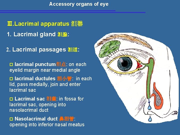 Accessory organs of eye Ⅲ. Lacrimal apparatus 泪器 1. Lacrimal gland 泪腺: 2. Lacrimal