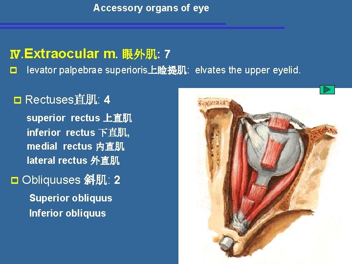 Accessory organs of eye Ⅳ. Extraocular m. 眼外肌: 7 p levator palpebrae superioris上睑提肌: elvates