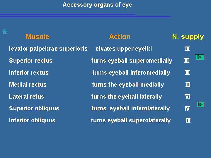 Accessory organs of eye Muscle Action N. supply levator palpebrae superioris elvates upper eyelid