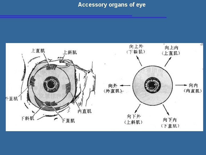 Accessory organs of eye 