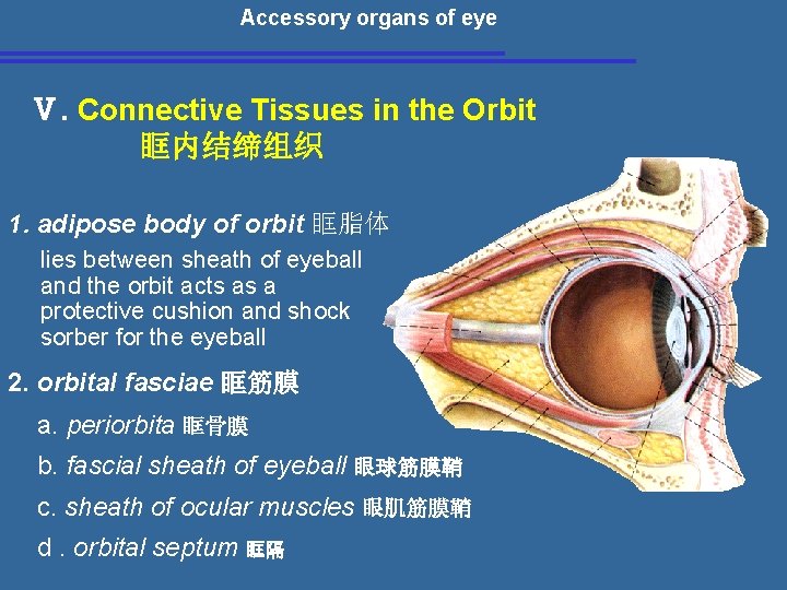 Accessory organs of eye Ⅴ. Connective Tissues in the Orbit 眶内结缔组织 1. adipose body