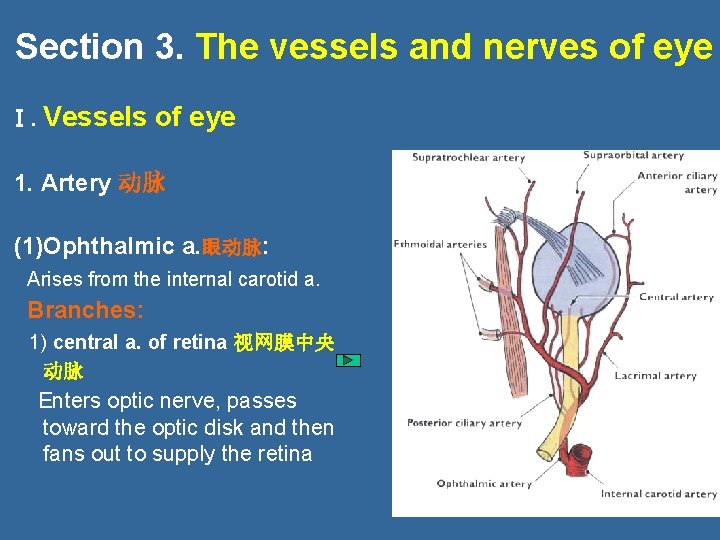 Section 3. The vessels and nerves of eye Ⅰ. Vessels of eye 1. Artery