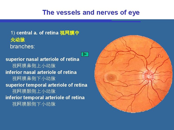 The vessels and nerves of eye 1) central a. of retina 视网膜中 央动脉 branches: