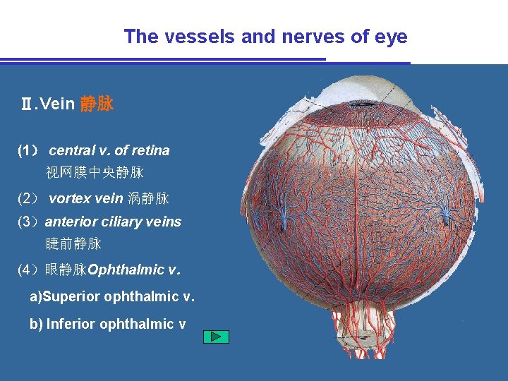 The vessels and nerves of eye Ⅱ. Vein 静脉 (1） central v. of retina