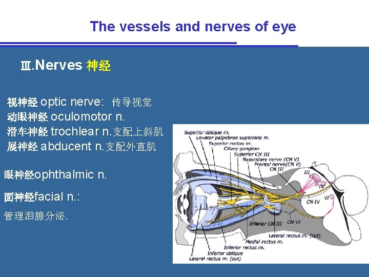 The vessels and nerves of eye Ⅲ. Nerves 神经 视神经 optic nerve: 传导视觉 动眼神经