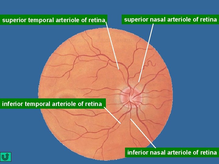 superior temporal arteriole of retina superior nasal arteriole of retina inferior temporal arteriole of