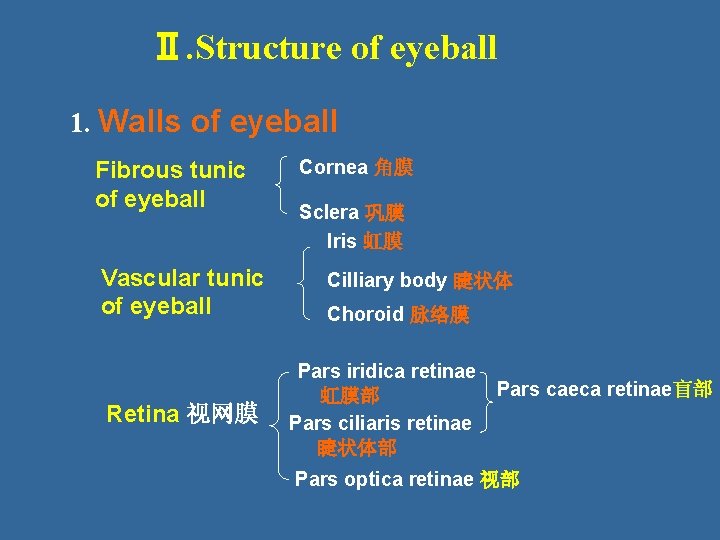 Ⅱ. Structure of eyeball 1. Walls of eyeball Fibrous tunic of eyeball Vascular tunic