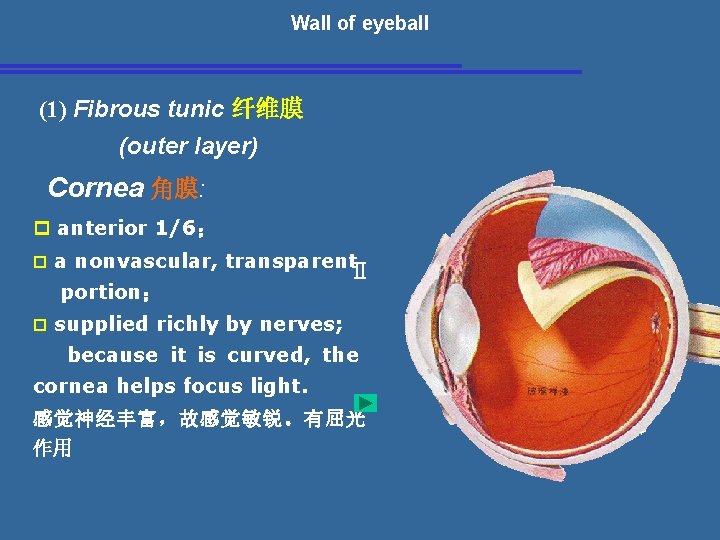 Wall of eyeball (1) Fibrous tunic 纤维膜 (outer layer) Cornea 角膜: p anterior 1/6；