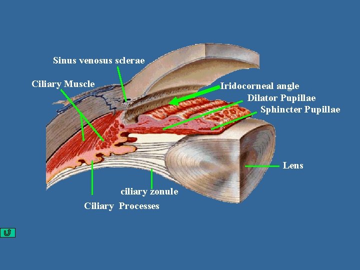 Sinus venosus sclerae Ciliary Muscle Iridocorneal angle Dilator Pupillae Sphincter Pupillae Lens ciliary zonule