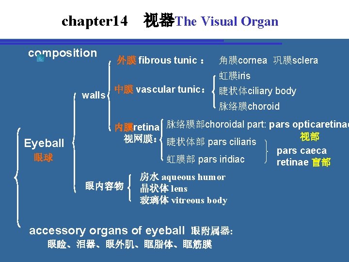 chapter 14 视器The Visual Organ composition 外膜 fibrous tunic ： 角膜cornea 巩膜sclera 虹膜iris walls