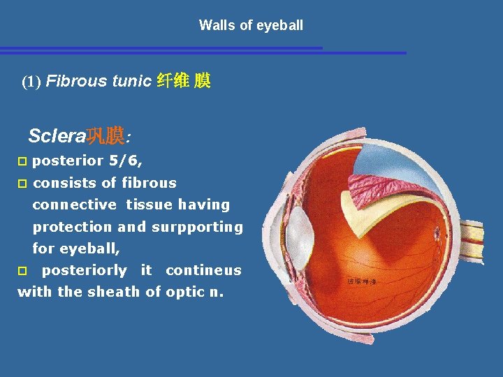 Walls of eyeball (1) Fibrous tunic 纤维 膜 Sclera巩膜: p posterior p 5/6, consists