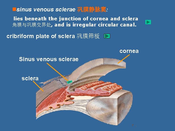 nsinus venous sclerae 巩膜静脉窦: lies beneath the junction of cornea and sclera 角膜与巩膜交界处, and