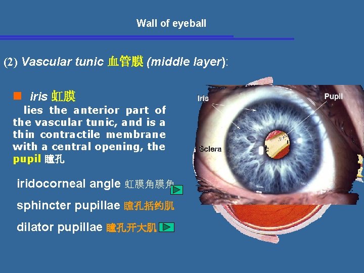  Wall of eyeball (2) Vascular tunic 血管膜 (middle layer): n iris 虹膜 lies