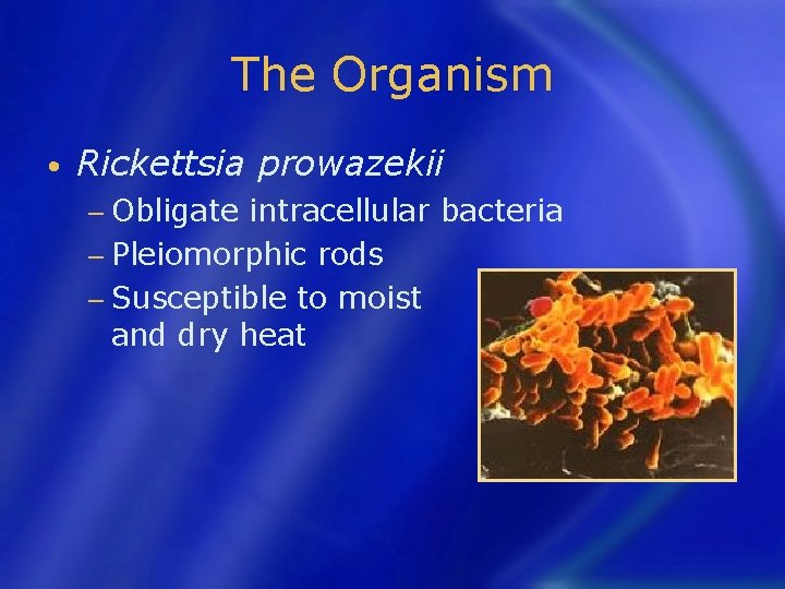 The Organism • Rickettsia prowazekii − Obligate intracellular bacteria − Pleiomorphic rods − Susceptible