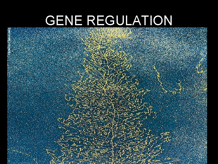 GENE REGULATION 