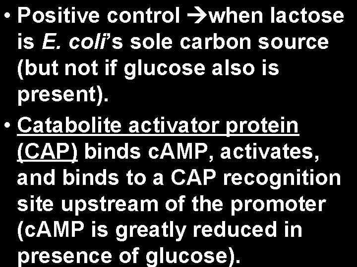  • Positive control when lactose is E. coli’s sole carbon source (but not
