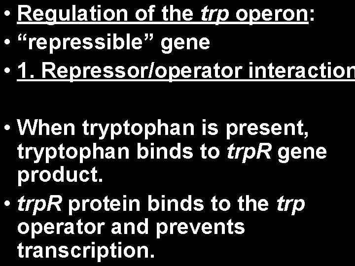  • Regulation of the trp operon: • “repressible” gene • 1. Repressor/operator interaction