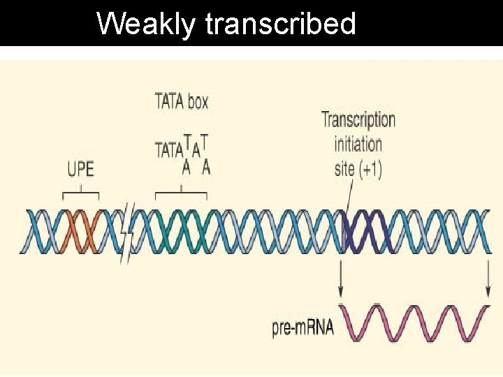 Weakly transcribed 