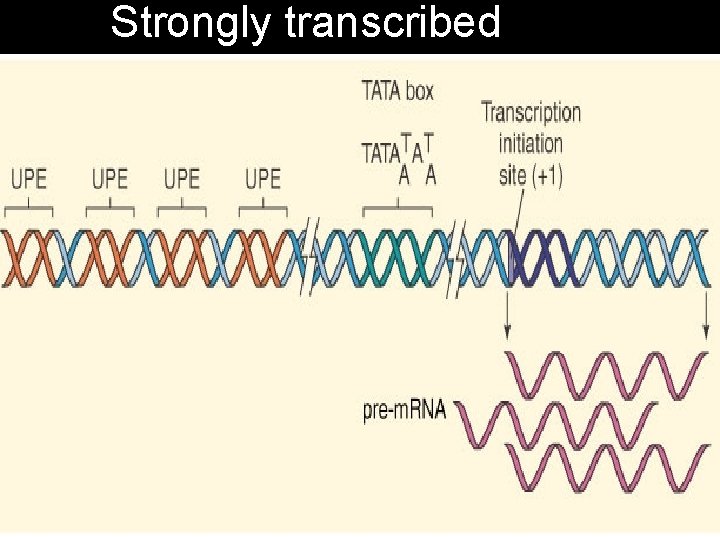 Strongly transcribed 