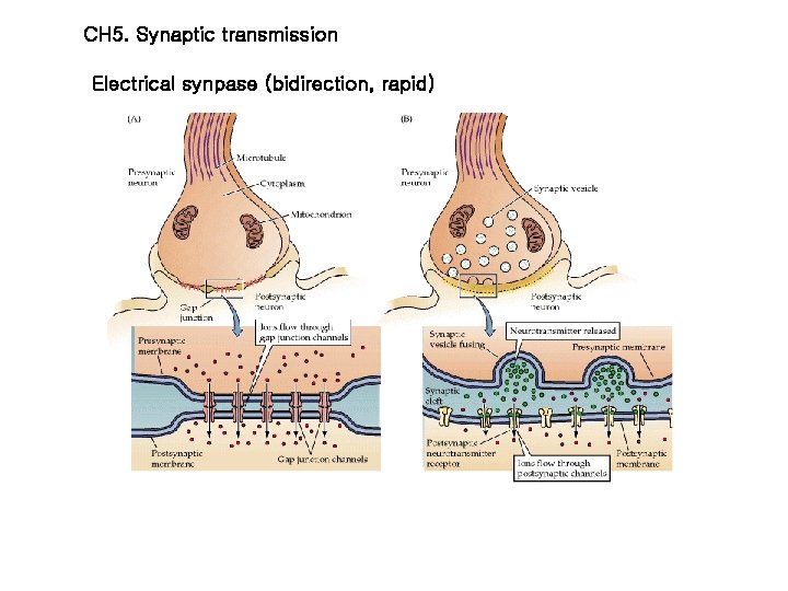 CH 5. Synaptic transmission Electrical synpase (bidirection, rapid) 