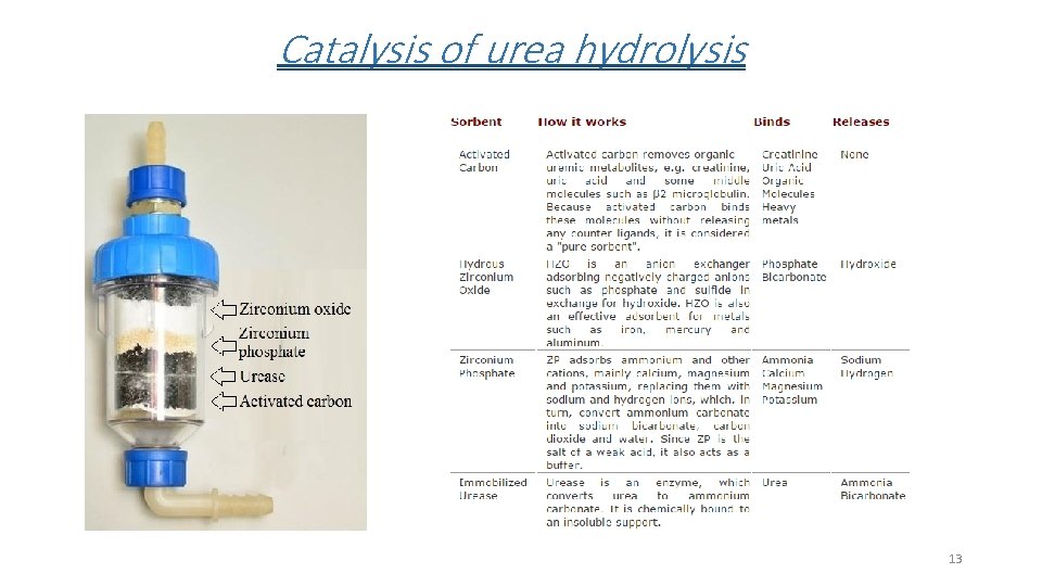 Catalysis of urea hydrolysis 13 