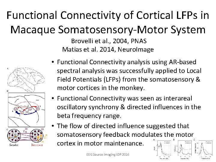 Functional Connectivity of Cortical LFPs in Macaque Somatosensory-Motor System Brovelli et al. , 2004,