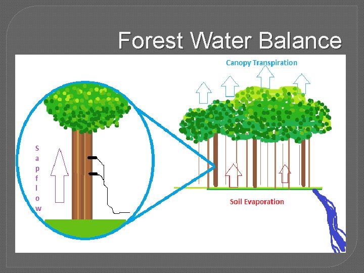 Forest Water Balance 