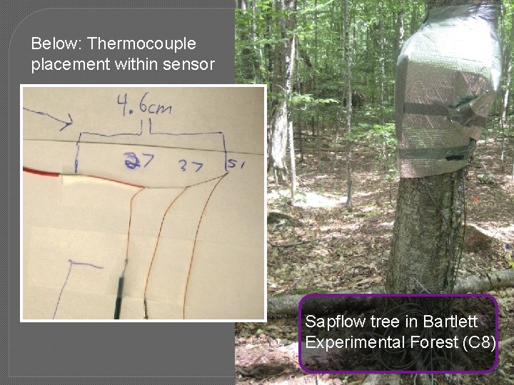 Below: Thermocouple placement within sensor Sapflow tree in Bartlett Experimental Forest (C 8) 