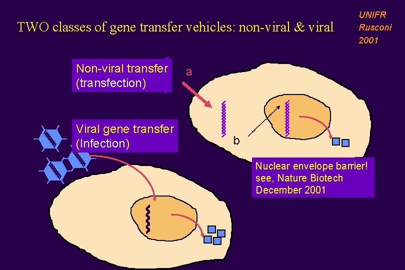 TWO classes of gene transfer vehicles: non-viral & viral Non-viral transfer (transfection) Viral gene