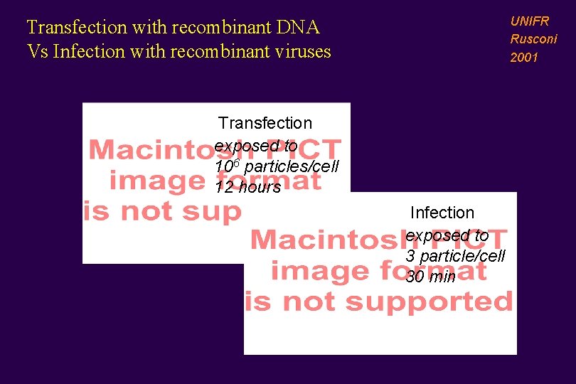 UNIFR Rusconi 2001 Transfection with recombinant DNA Vs Infection with recombinant viruses Transfection exposed
