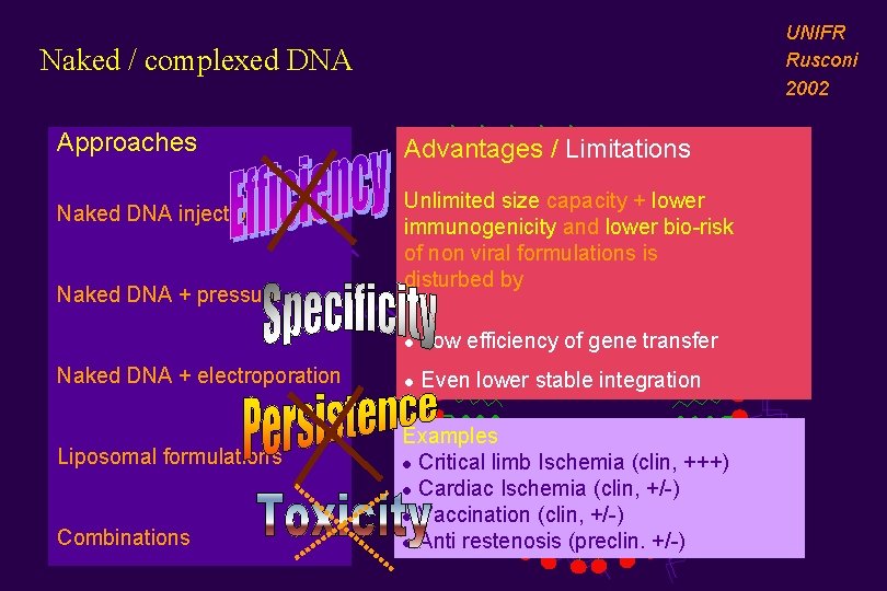 UNIFR Rusconi 2002 Naked / complexed DNA Approaches Naked DNA injection /biolistic Naked DNA