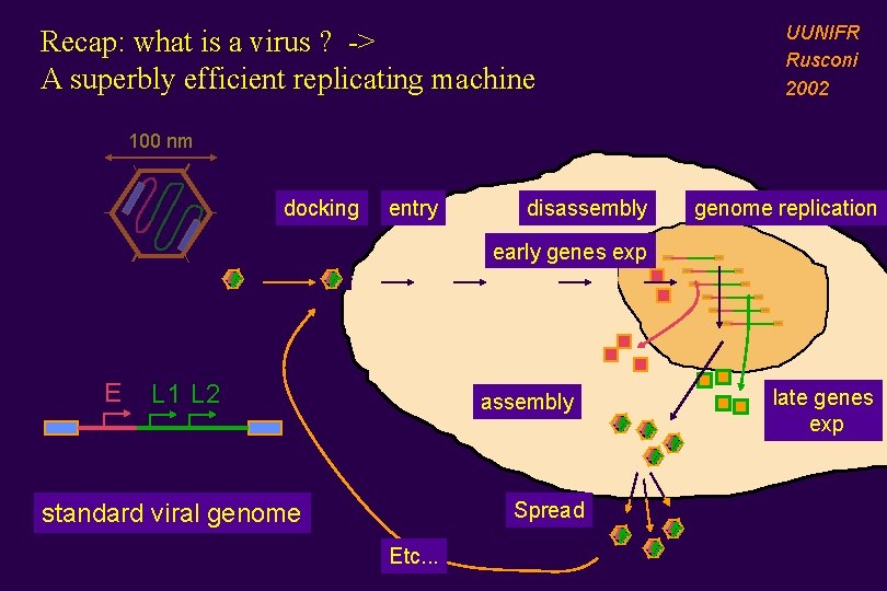 Recap: what is a virus ? -> A superbly efficient replicating machine UUNIFR Rusconi