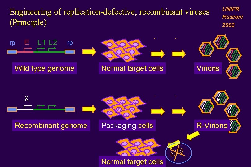 Engineering of replication-defective, recombinant viruses (Principle) rp E L 1 L 2 UNIFR Rusconi