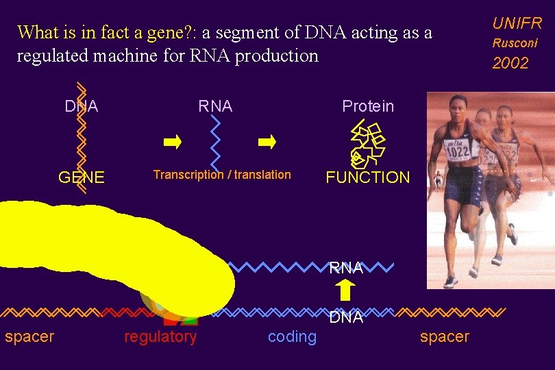 What is in fact a gene? : a segment of DNA acting as a