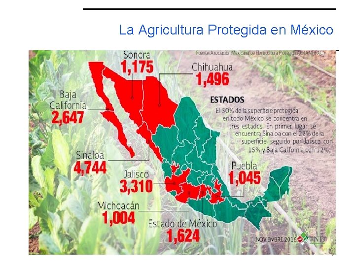 Eco Consulta La Agricultura Protegida en Mxico Estudio