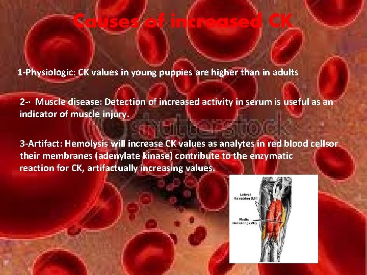 Causes of increased CK 1 -Physiologic: CK values in young puppies are higher than Causes of increased CK 1 -Physiologic: CK values in young puppies are higher than