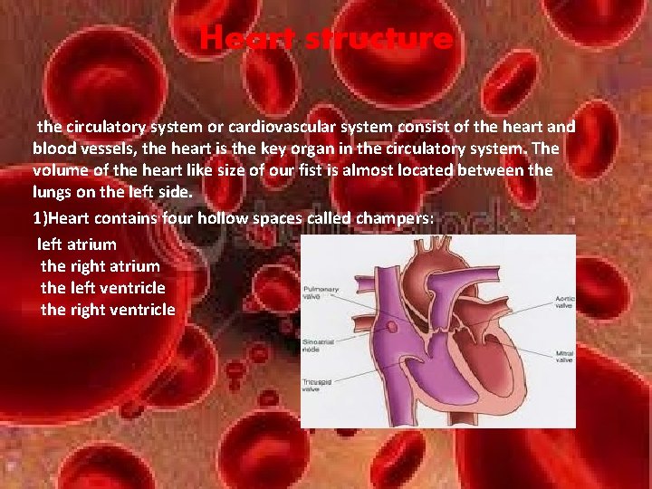 Heart structure the circulatory system or cardiovascular system consist of the heart and blood Heart structure the circulatory system or cardiovascular system consist of the heart and blood