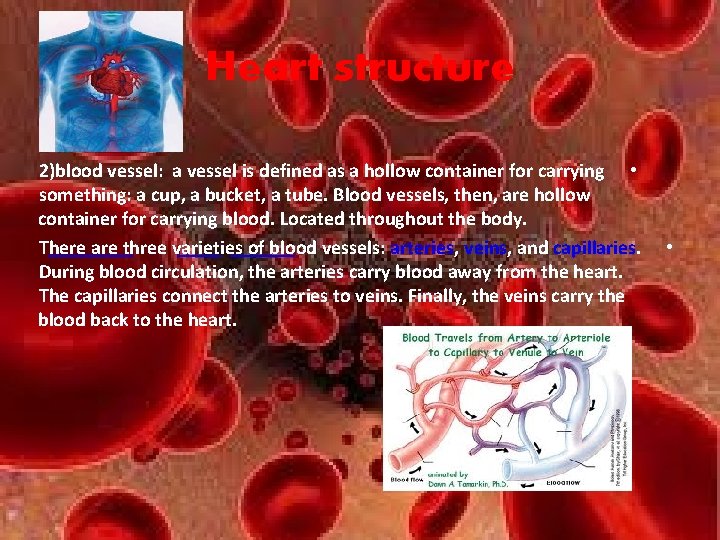 Heart structure 2)blood vessel: a vessel is defined as a hollow container for carrying