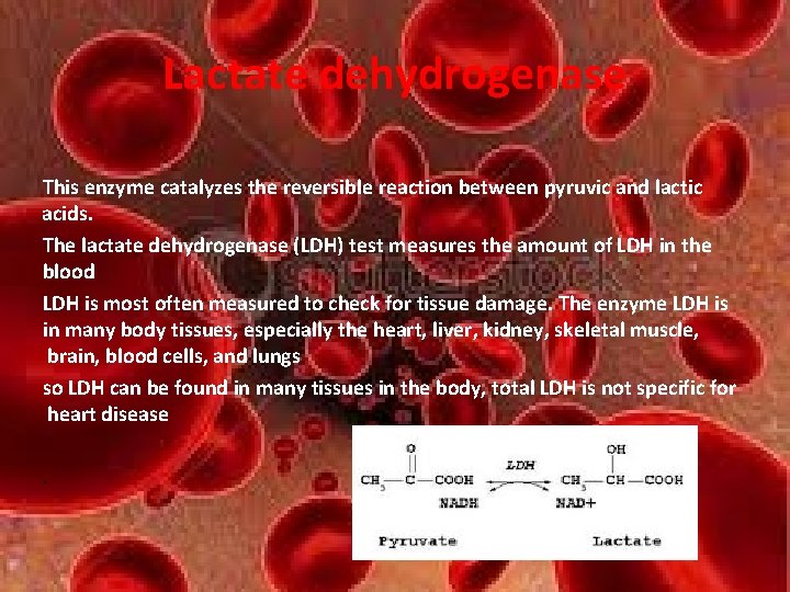 Lactate dehydrogenase This enzyme catalyzes the reversible reaction between pyruvic and lactic acids. The