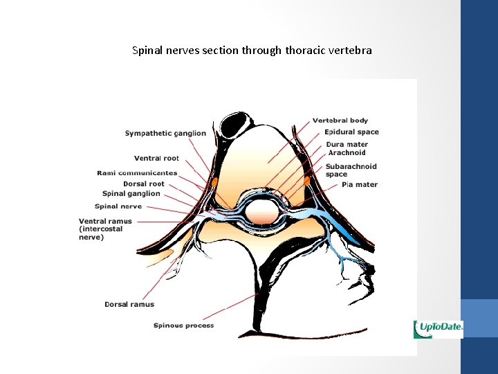 Spinal nerves section through thoracic vertebra 