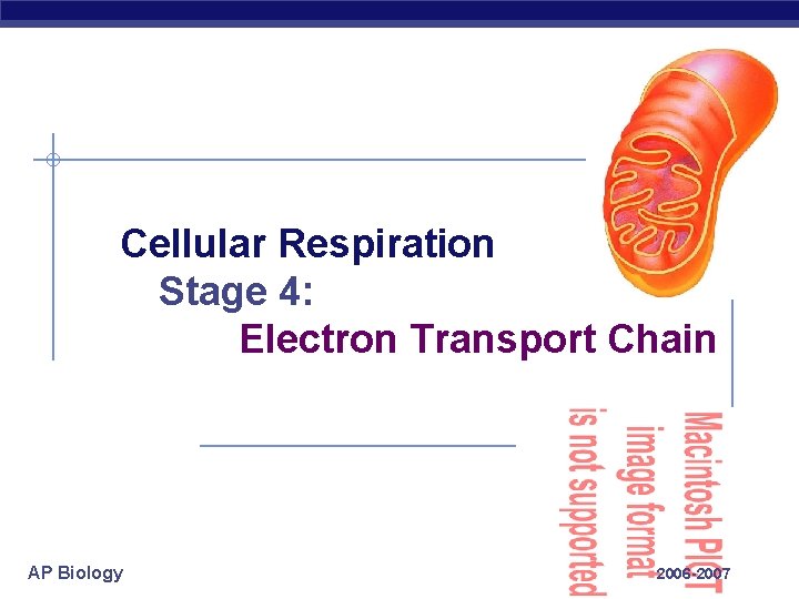 Cellular Respiration Stage 4: Electron Transport Chain AP Biology 2006 -2007 