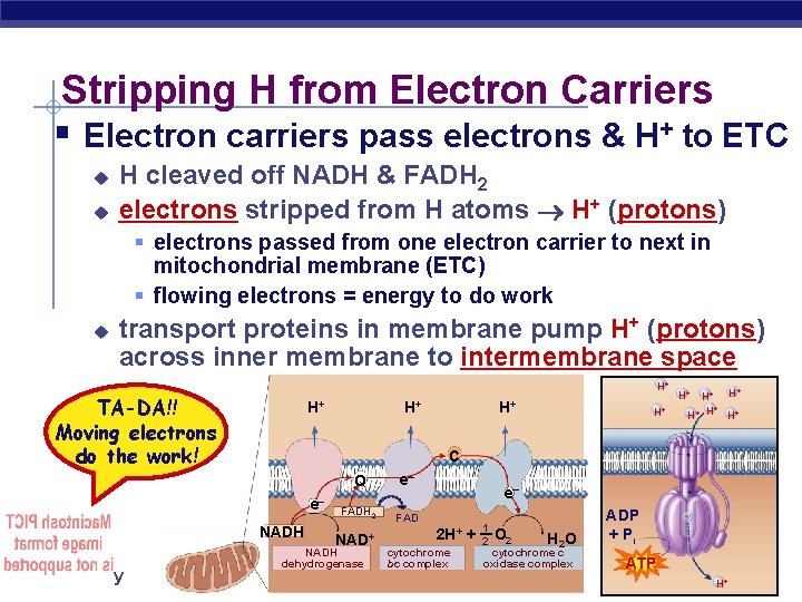 Stripping H from Electron Carriers § Electron carriers pass electrons & H+ to ETC