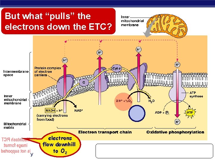 But what “pulls” the electrons down the ETC? O 2 AP Biology electrons flow