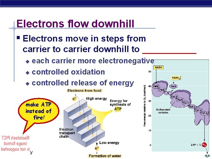 Electrons flow downhill § Electrons move in steps from carrier to carrier downhill to