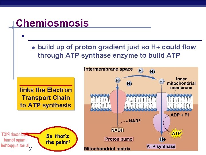 Chemiosmosis § _____________________ u build up of proton gradient just so H+ could flow