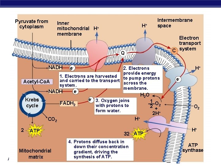 Pyruvate from cytoplasm Inner mitochondrial H+ membrane H+ Intermembrane space Electron transport C system